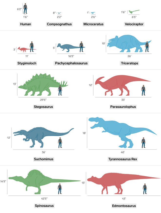 Jurassic World: Đây là kích cỡ thực của các loài khủng long nếu so với con người - Ảnh 2.