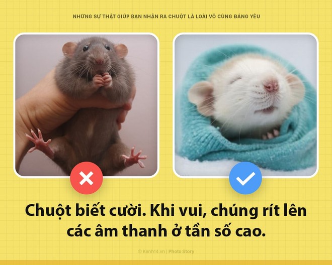 Alo! Là tôi, chuột đây! Và hy vọng nhờ câu chuyện này mà các ông sẽ thấy tôi đáng yêu hơn - Ảnh 1.