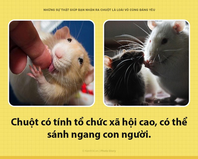 Alo! Là tôi, chuột đây! Và hy vọng nhờ câu chuyện này mà các ông sẽ thấy tôi đáng yêu hơn - Ảnh 2.