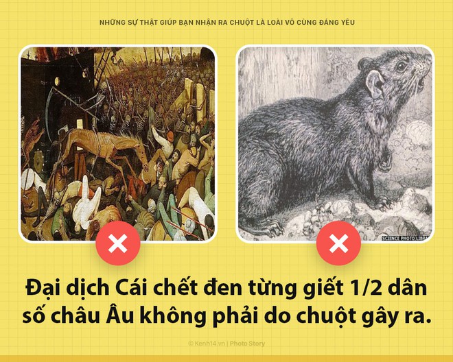 Alo! Là tôi, chuột đây! Và hy vọng nhờ câu chuyện này mà các ông sẽ thấy tôi đáng yêu hơn - Ảnh 7.