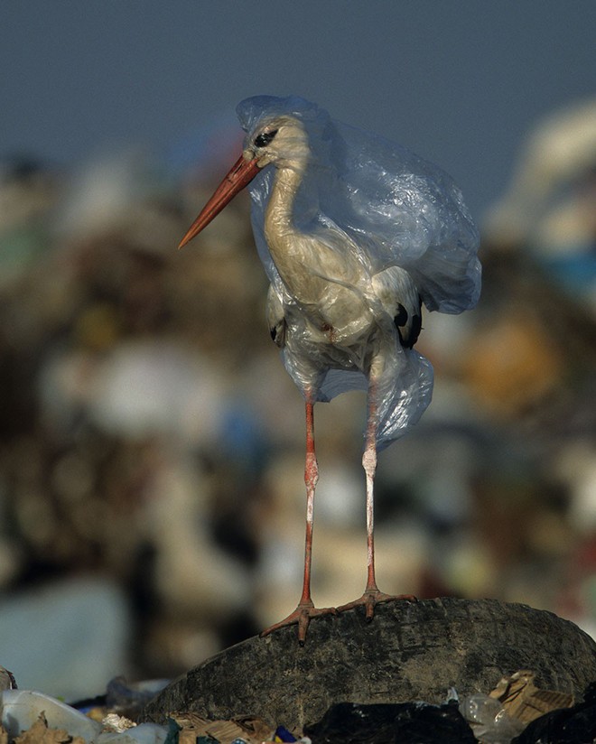 Cả Châu Á đang chung tay chống lại túi nylon, rác thải nhựa như thế nào? - Ảnh 2.