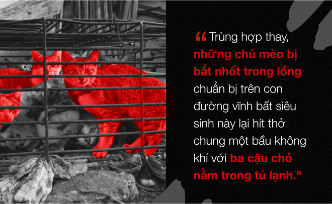 Chuyện ở những đất nước mà chó mèo có hai số phận: Được cưng chiều hết mực, hoặc oặt mình trong lồng cũi tới bàn tiệc - Ảnh 8.