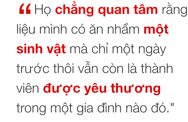 Chuyện ở những đất nước mà chó mèo có hai số phận: Được cưng chiều hết mực, hoặc oặt mình trong lồng cũi tới bàn tiệc - Ảnh 14.