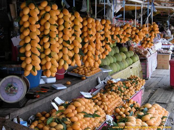 Th&#225;i Lan xuất hiện loại tr&#225;i c&#226;y nh&#236;n lạ mắt m&#224; chấm với mắm th&#236; ngon cực phẩm - Ảnh 2.