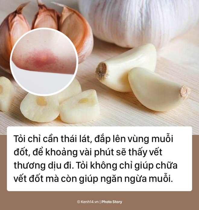 Giải quyết ngay vết muỗi đốt với các sản phẩm tự nhiên này - Ảnh 7.