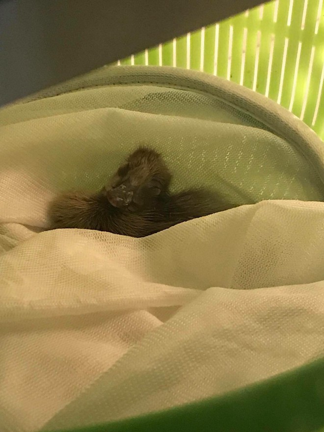 C&ocirc; g&aacute;i mua trứng vịt về chưa kịp luộc ăn th&igrave; đ&atilde; nở ra 5 con vịt lon ton theo sau cả ng&agrave;y - Ảnh 3.