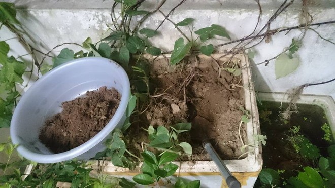 Góc khéo tay: Thanh niên Hà Nội trồng khoai trong thùng xốp chơi chơi, ai ngờ ra củ béo múp xịn hơn ngoài chợ - Ảnh 1. Góc khéo tay: Thanh niên Hà Nội trồng khoai trong thùng xốp chơi chơi, ai ngờ ra củ béo múp xịn hơn ngoài chợ - Ảnh 1.