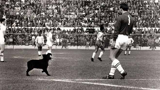 Lịch sử World Cup 1962: Ngày hội bóng đá thế giới bị lãng quên của FIFA - Ảnh 2.