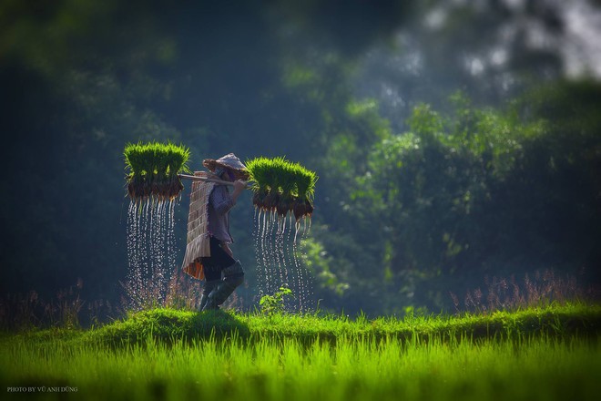 Bộ ảnh làng mạc Việt Nam trong lành mát rượi của một thầy giáo cấp 3 khiến dân tình ào ào về quê dịp cuối tuần - Ảnh 1.