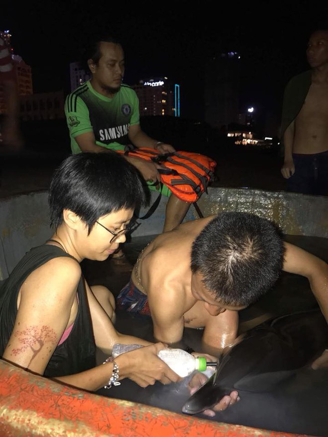 Chú cá heo khóc vì bị thương nặng và dạt vào bờ biển Đà Nẵng, nhóm bạn trẻ thức trắng đêm tìm cách giải cứu - Ảnh 3.