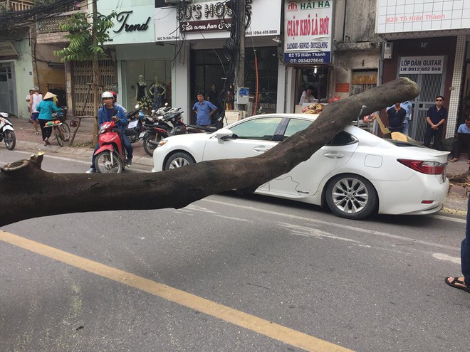 Hà Nội: Ô tô đắt tiền đậu bên đường bị cây phượng ngã đổ đè trúng, hư hỏng nặng - Ảnh 3.