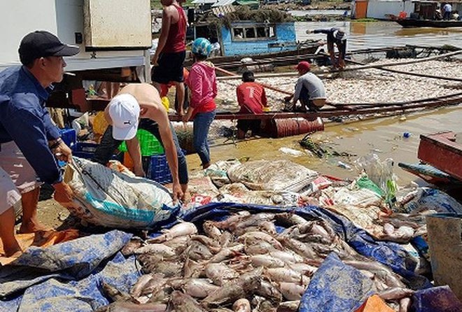 Hàng nghìn tấn cá chết trên sông La Ngà do thiên tai  - Ảnh 1.
