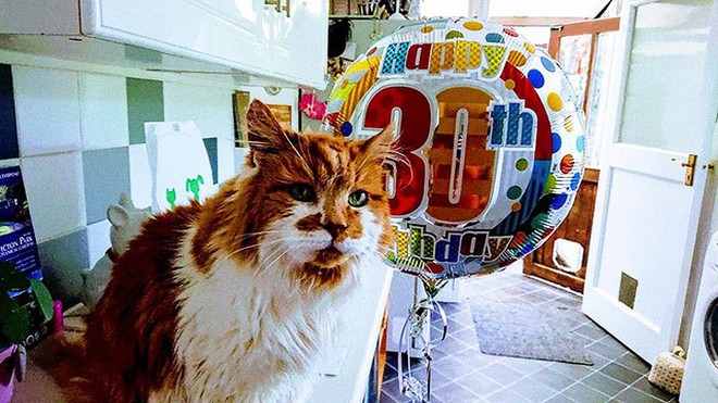 “Cụ” mèo già nhất thế giới mừng sinh nhật năm thứ 30 - Ảnh 1.