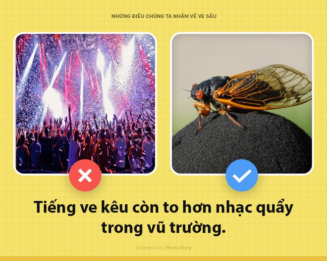 Hello! Tôi là ve sầu và các ông đang mắng chửi tôi sai hết rồi - Ảnh 2.