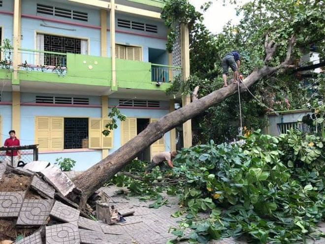 Hàng loạt cây xanh bật gốc đè nát ô tô, bảng hiệu bị hất bay tứ tung trên phố Sài Gòn vì gió lớn - Ảnh 4.