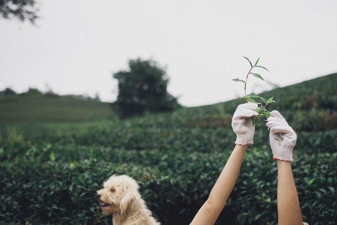 Cặp đôi trẻ đang chụp ảnh thì có chú chó ra chơi, ai dè xinh quá nên ẻm thành nhân vật chính luôn! - Ảnh 9.