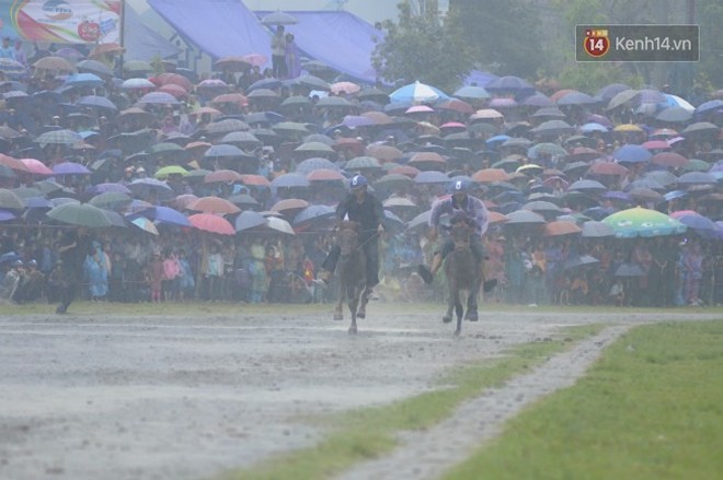 Bất chấp cơn mưa tầm tã, gần 50.000 lượt người đội mưa xem đua ngựa ở Bắc Hà 2