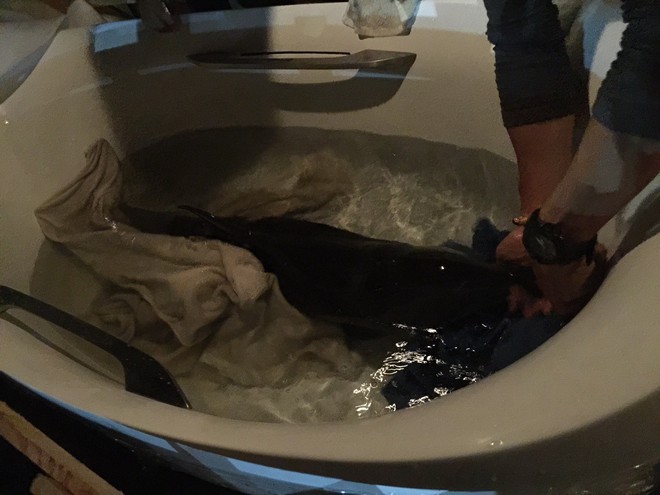 Chú cá heo khóc vì bị thương nặng đang được di duyển về Nha Trang để chăm sóc - Ảnh 3.