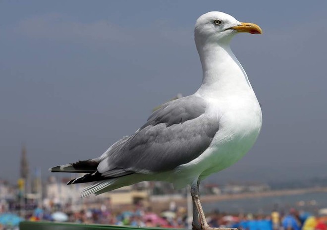 Hàng loạt chim hải âu ở bãi biển Anh đi đứng xiêu vẹo, nôn mửa khắp nơi vì say xỉn - Ảnh 1.