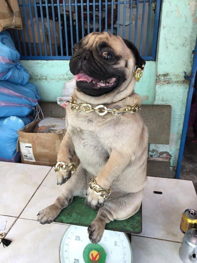 Các bạn trẻ tạm dừng bóc giá outfit đi, vào mà xem chú rich dog đang nổi như cồn trên MXH đây này! - Ảnh 2.