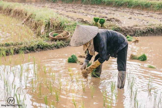 Bộ ảnh về người mẹ tần tảo cùng chú chó cưng trên cánh đồng khiến ai cũng xúc động nhớ về bóng hình thân thương của mẹ - Ảnh 2.