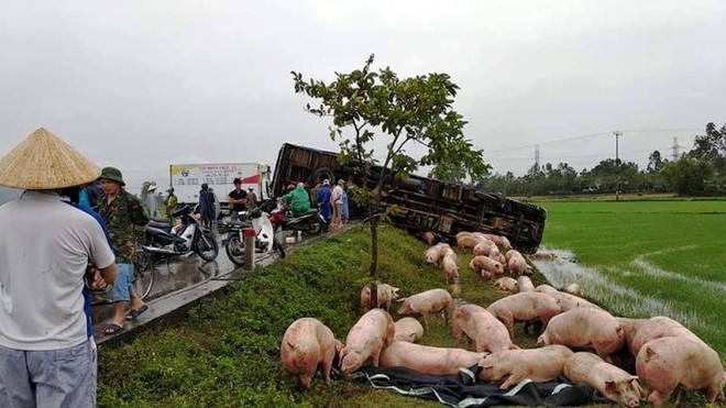 Hàng chục con lợn chạy tán loạn sau vụ tai nạn xe tải - Ảnh 2.