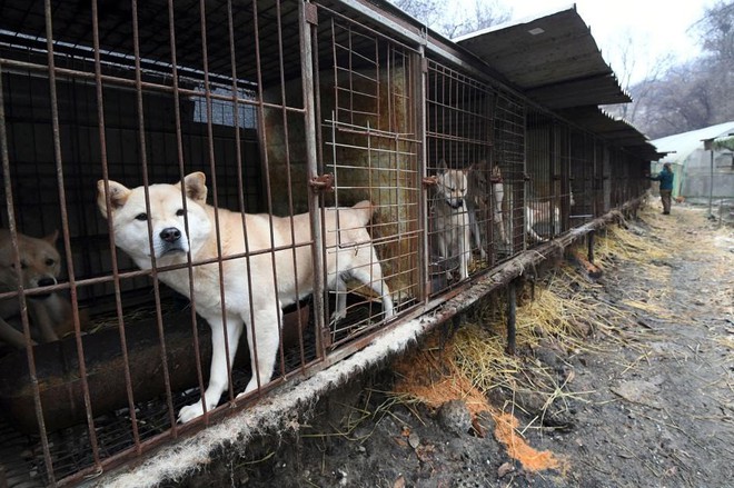 Cộng đồng thích ăn thịt chó Hàn Quốc phản đối phán quyết cấm làm thịt của tòa án và tuyên bố sẽ kiện tới cùng - Ảnh 2.