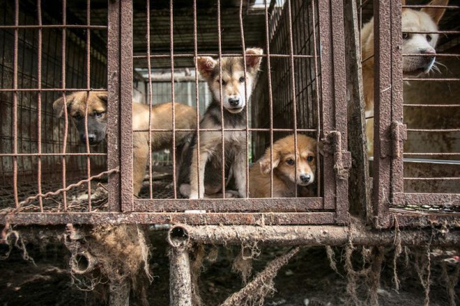 Cộng đồng thích ăn thịt chó Hàn Quốc phản đối phán quyết cấm làm thịt của tòa án và tuyên bố sẽ kiện tới cùng - Ảnh 4.