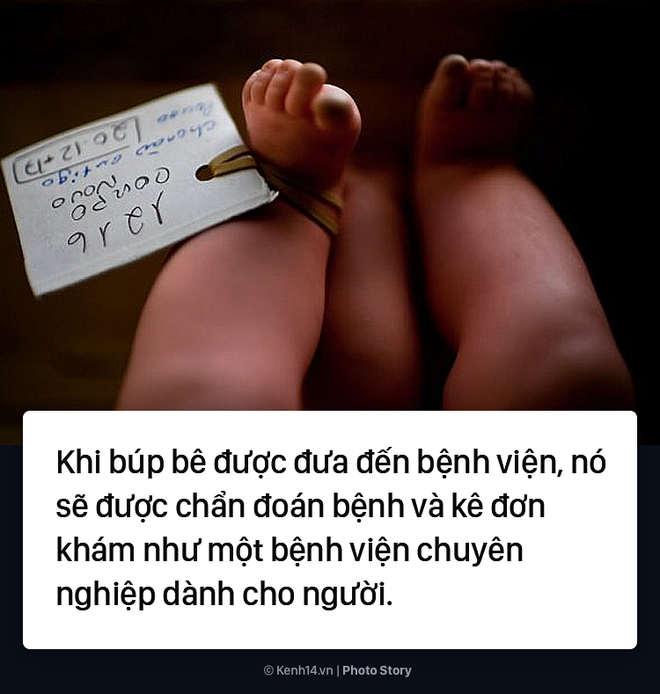 Cho&aacute;ng ngợp với bệnh viện b&uacute;p b&ecirc; chuy&ecirc;n nghiệp như d&agrave;nh cho con người - Ảnh 5.