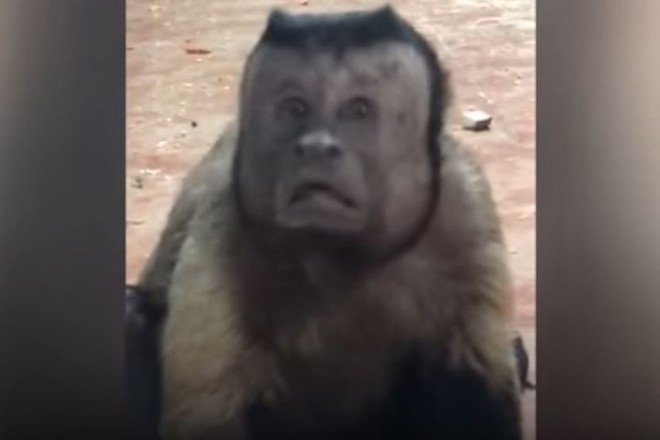 Trung Quốc: Chú khỉ nổi tiếng MXH vì có gương mặt thất thần giống hệt người vừa thua độ World Cup - Ảnh 3.