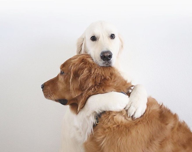 Câu chuyện cảm động của 2 chú chó lúc nào cũng dính lấy nhau như hình với bóng, sở hữu gần 500 nghìn lượt follow trên Instagram - Ảnh 5.