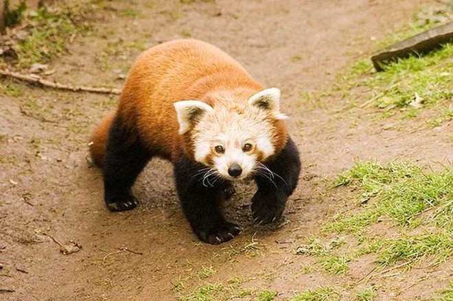 Biểu cảm Hăm doạ kẻ th&ugrave; của lo&agrave;i gấu tr&uacute;c đỏ l&agrave;m chao đảo cộng đồng mạng v&igrave; dễ thương qu&aacute; - Ảnh 1.