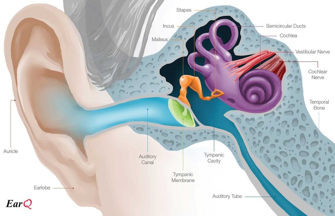 Khi máy bay hạ độ cao đột ngột mà tai lại bị chảy máu là vì sao? - Ảnh 2.