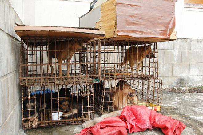 Cẩu tặc d&ugrave;ng xe m&aacute;y gắn biển số giả chở 9 con ch&oacute; đi b&aacute;n - Ảnh 1.