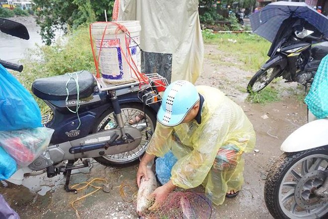 Người d&acirc;n H&agrave; Nội đổ x&ocirc; ra s&ocirc;ng bắt c&aacute; sau cơn mưa - Ảnh 7.