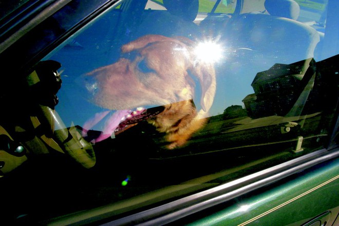 Để chó trong trong ô tô khi trời nóng - đây là sự thật khủng khiếp sẽ xảy ra - Ảnh 1.