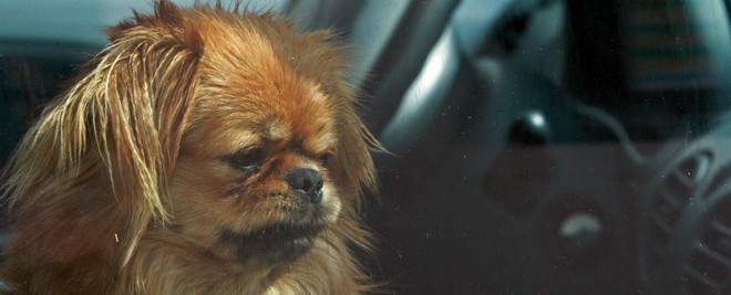 Để chó trong trong ô tô khi trời nóng - đây là sự thật khủng khiếp sẽ xảy ra - Ảnh 2.