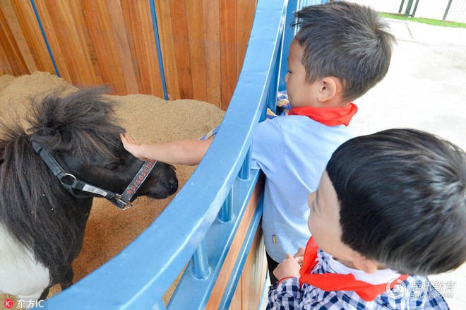 Để tạo hứng thú học môn Sinh, 1 trường tiểu học ở Trung Quốc đã nhập hẳn 2 con ngựa từ Anh về nuôi - Ảnh 4.