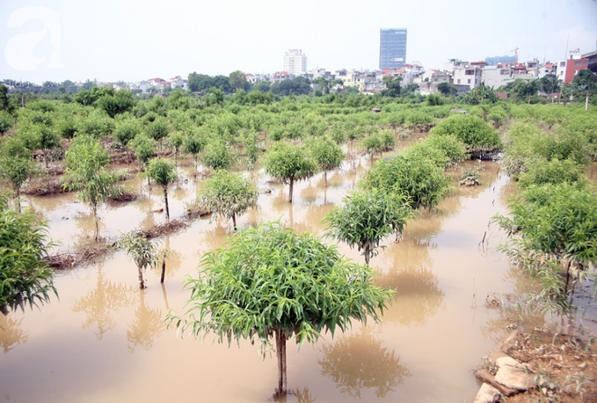 Hà Nội: Nước sông Hồng dâng cao, nông dân trồng đào lo ngay ngáy vì hàng nghìn gốc đào bị ngập úng - Ảnh 1.