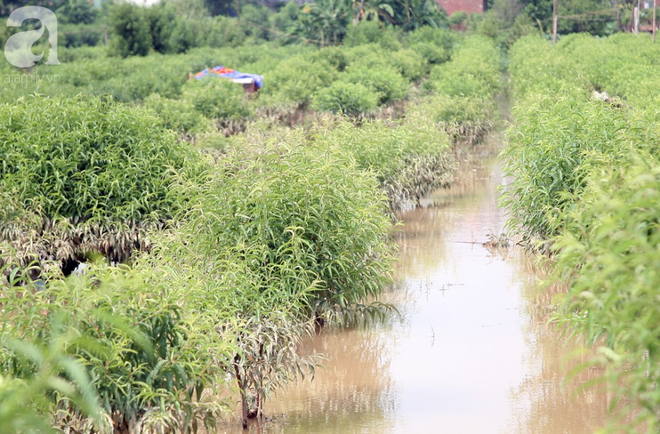 Hà Nội: Nước sông Hồng dâng cao, nông dân trồng đào lo ngay ngáy vì hàng nghìn gốc đào bị ngập úng - Ảnh 2.