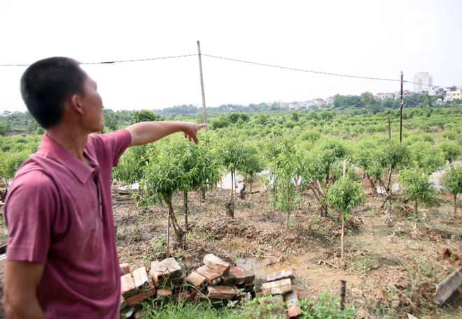 Hà Nội: Nước sông Hồng dâng cao, nông dân trồng đào lo ngay ngáy vì hàng nghìn gốc đào bị ngập úng - Ảnh 7.