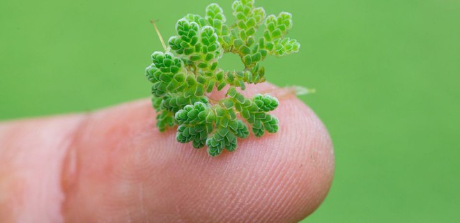 Có lẽ bạn không tin: Cây dương xỉ nhỏ này có thể giúp chống lại biến đổi khí hậu - Ảnh 1.