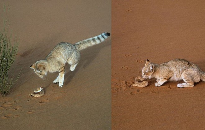 Những sự thật &iacute;t người biết về sa mạc Sahara - n&oacute;ng bỏng, đi&ecirc;n rồ nhưng kỳ diệu bậc nhất h&agrave;nh tinh - Ảnh 9.