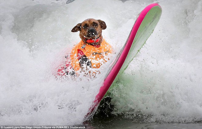 Mỹ: Boss cưng toàn quốc nô nức tham dự cuộc thi lướt sóng dành cho chó tại bãi biển Imperia - Ảnh 3.