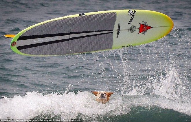 Mỹ: Boss cưng toàn quốc nô nức tham dự cuộc thi lướt sóng dành cho chó tại bãi biển Imperia - Ảnh 8.
