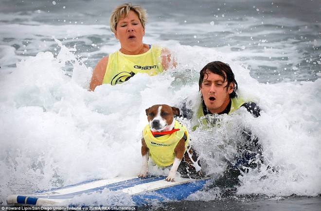 Mỹ: Boss cưng toàn quốc nô nức tham dự cuộc thi lướt sóng dành cho chó tại bãi biển Imperia - Ảnh 9.