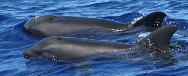 Cá heo lai cá voi - lần đầu tiên khoa học tìm thấy loài lai kỳ lạ này đấy! - Ảnh 1.
