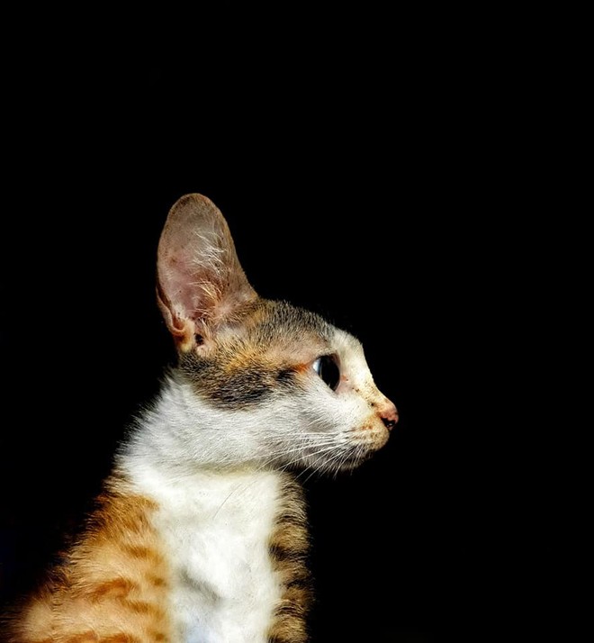 Khi một boss mèo đẹp trai thần thái sống chung với sen giỏi chụp ảnh thì đây là tác phẩm - Ảnh 2.