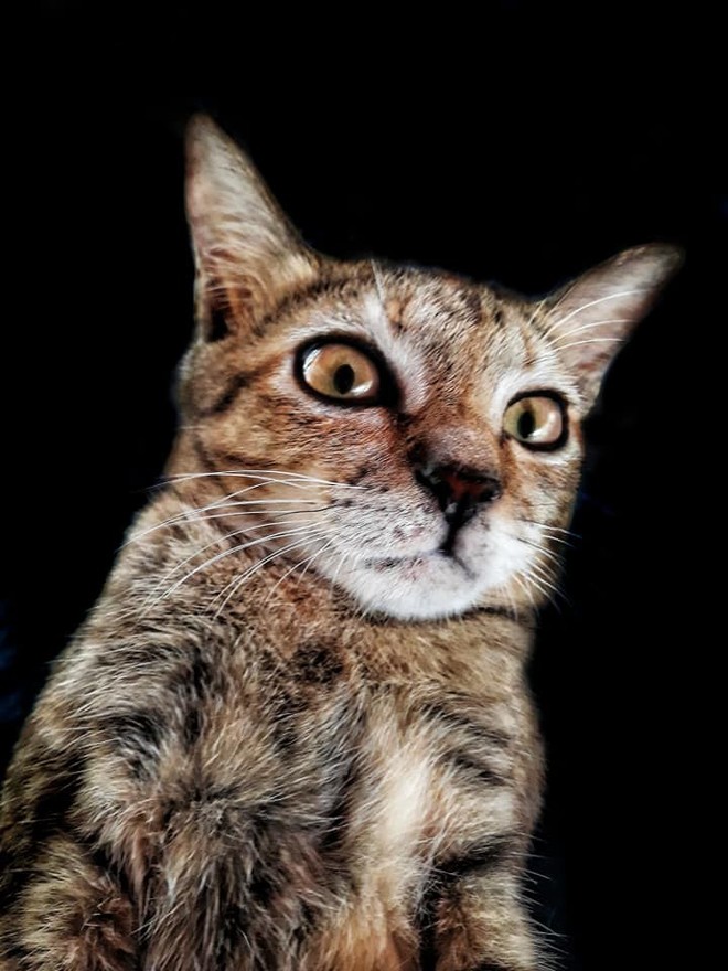 Khi một boss mèo đẹp trai thần thái sống chung với sen giỏi chụp ảnh thì đây là tác phẩm - Ảnh 5.