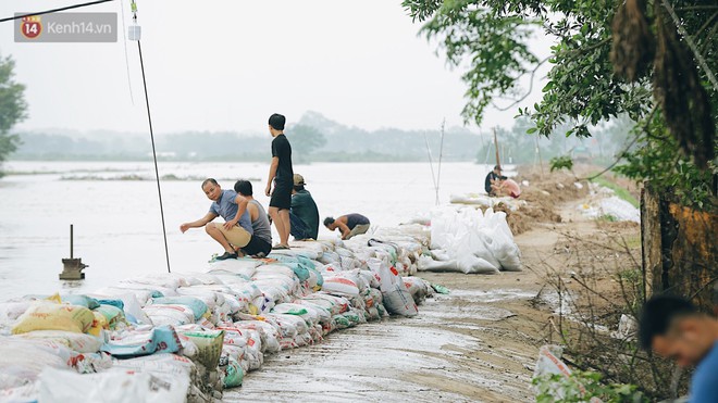 Những ngày lênh đênh ở Chương Mỹ: Trâu bò lặn ngụp, vịt trèo lên những mái nhà khi nước dâng đến tận nóc - Ảnh 9.